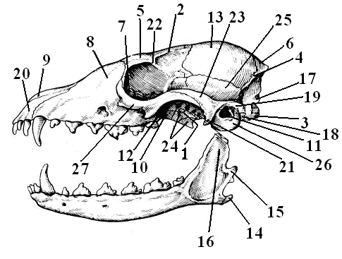 Изучите строение черепа млекопитающего. Череп лисы сбоку. Скелет черепа млекопитающих схема. Череп лисицы строение. Череп лисицы снизу строение.