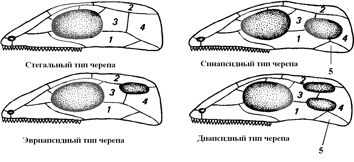 Висцеральный скелет. Схема расположения височных дуг и ям типы черепа рептилий. Синапсиды строение черепа. Типы черепа рептилий. Типы черепов позвоночных анапсидный.