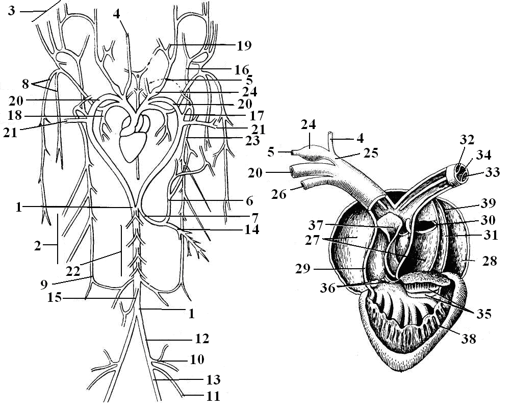 Сердце амфибий схема