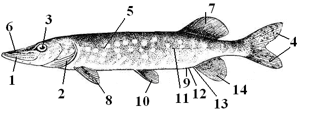 Чертеж рыбы. Внешнее строение рыбы щука. Внешнее строение костной рыбы щуки. Внутреннее строение щуки. Внутреннее строение щуки обыкновенной.