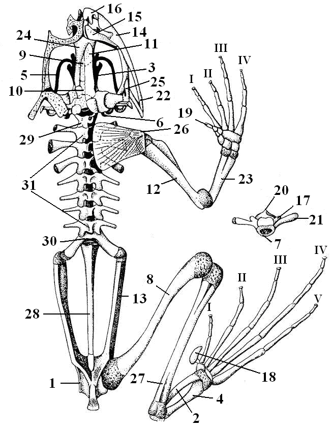 Кости передней конечности земноводных. Строение земноводных скелет лягушки. Уростиль в скелете лягушки. Внутреннее строение лягушки скелет лягушки. Строение скелета земноводного.