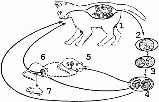 Жизненный цикл токсоплазмоза схема