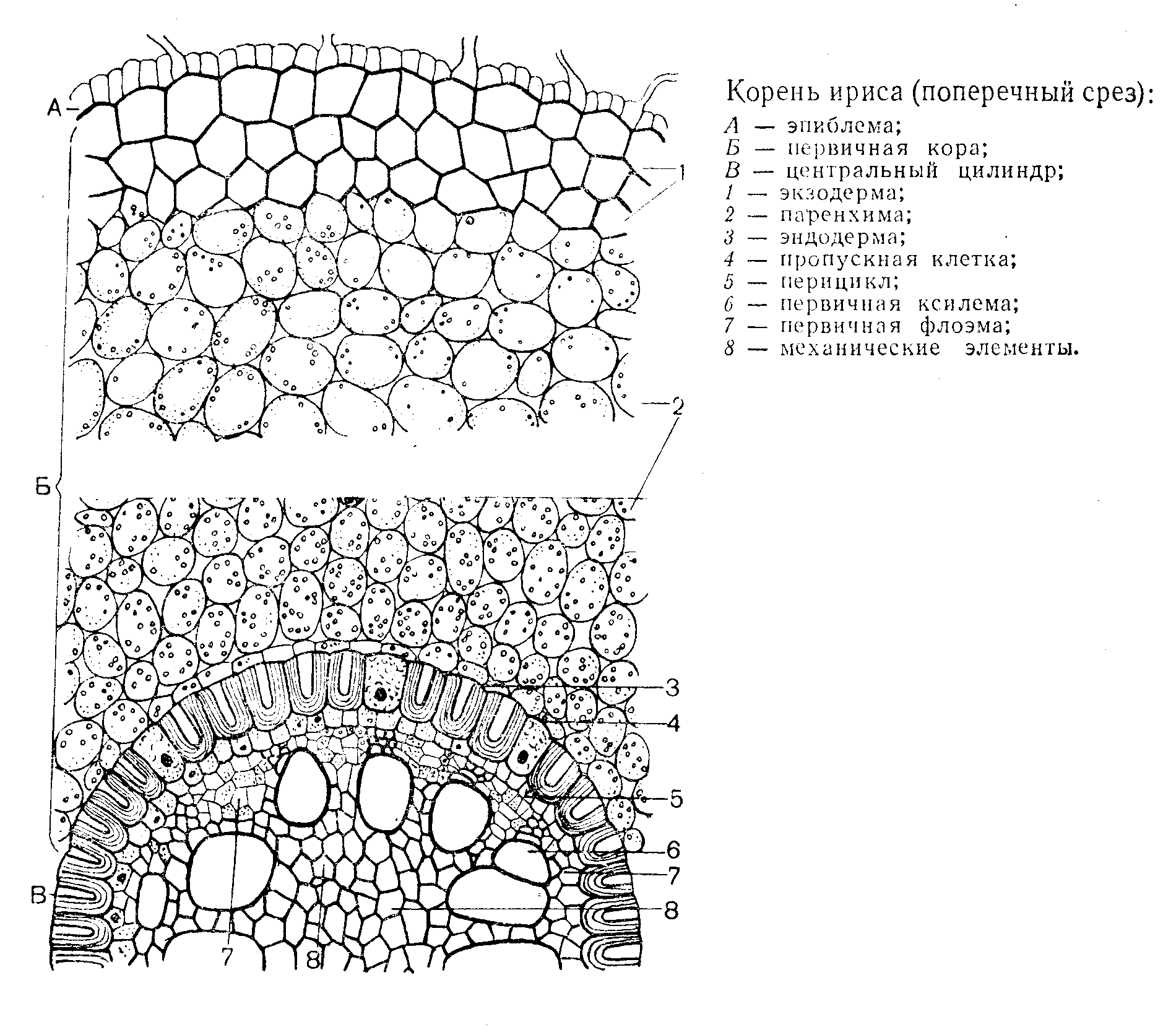 Какой микропрепарат изображен на рисунке. Первичное строение корня двудольного. Первичное строение корня ириса германского. Поперечный срез корня ириса. Первичное строение корня двудольного растения.