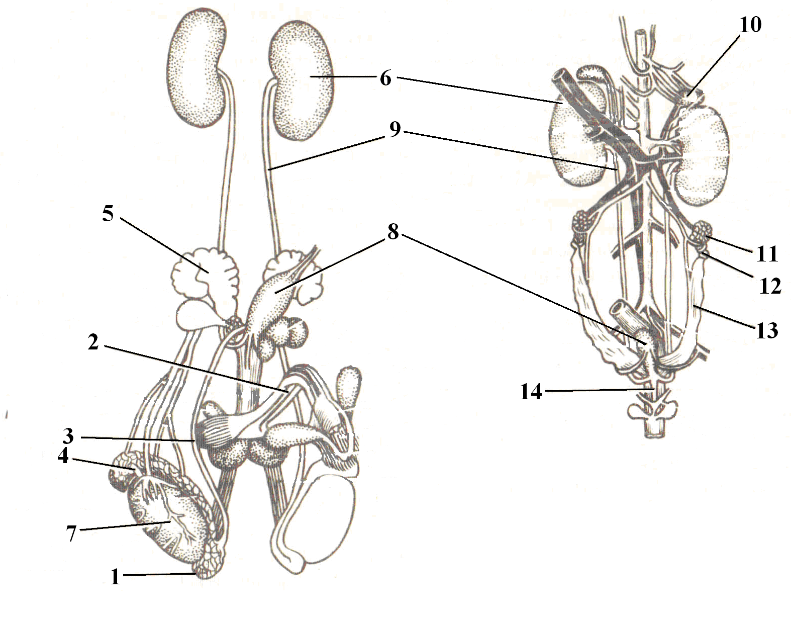 Половые органы мочевой системы. Мочеполовая система млекопитающих. Мочеполовая система самца млекопитающего. Строение мочеполовой системы млекопитающих. Мочеполовая система млекопитающих схема.