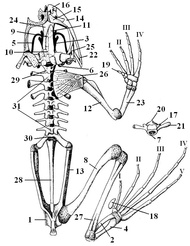 Схема строения земноводных