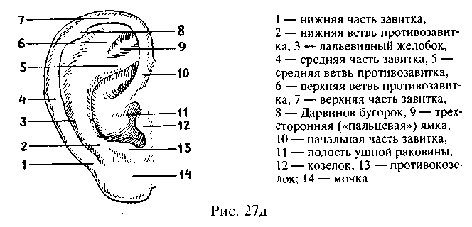 3.13. Ушные раковины