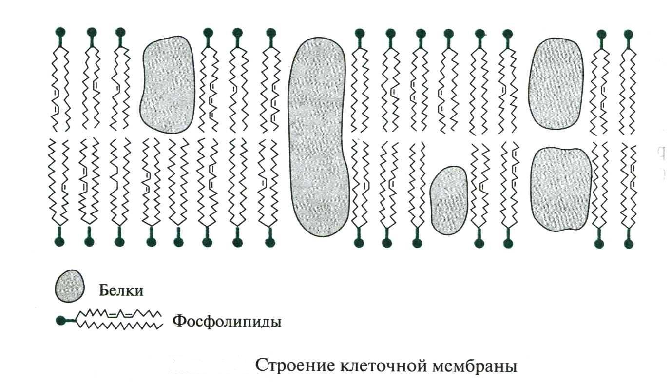 Мембраны клетки тест. Схема строения клеточной мембраны животной клетки. Фосфолипиды плазматической мембраны. Фосфолипиды в мембране клетки. Строение клеточной оболочки рисунок.