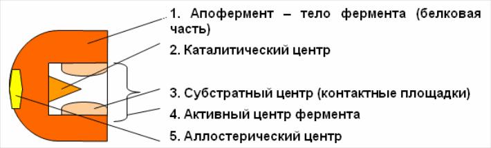 Составные части фермента. Строение простых ферментов биохимия. Строение фермента схема в биохимии. Строение активного центра ферментов биохимия. Структура фермента схема.