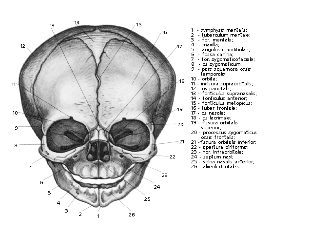 Череп ребенка рисунок