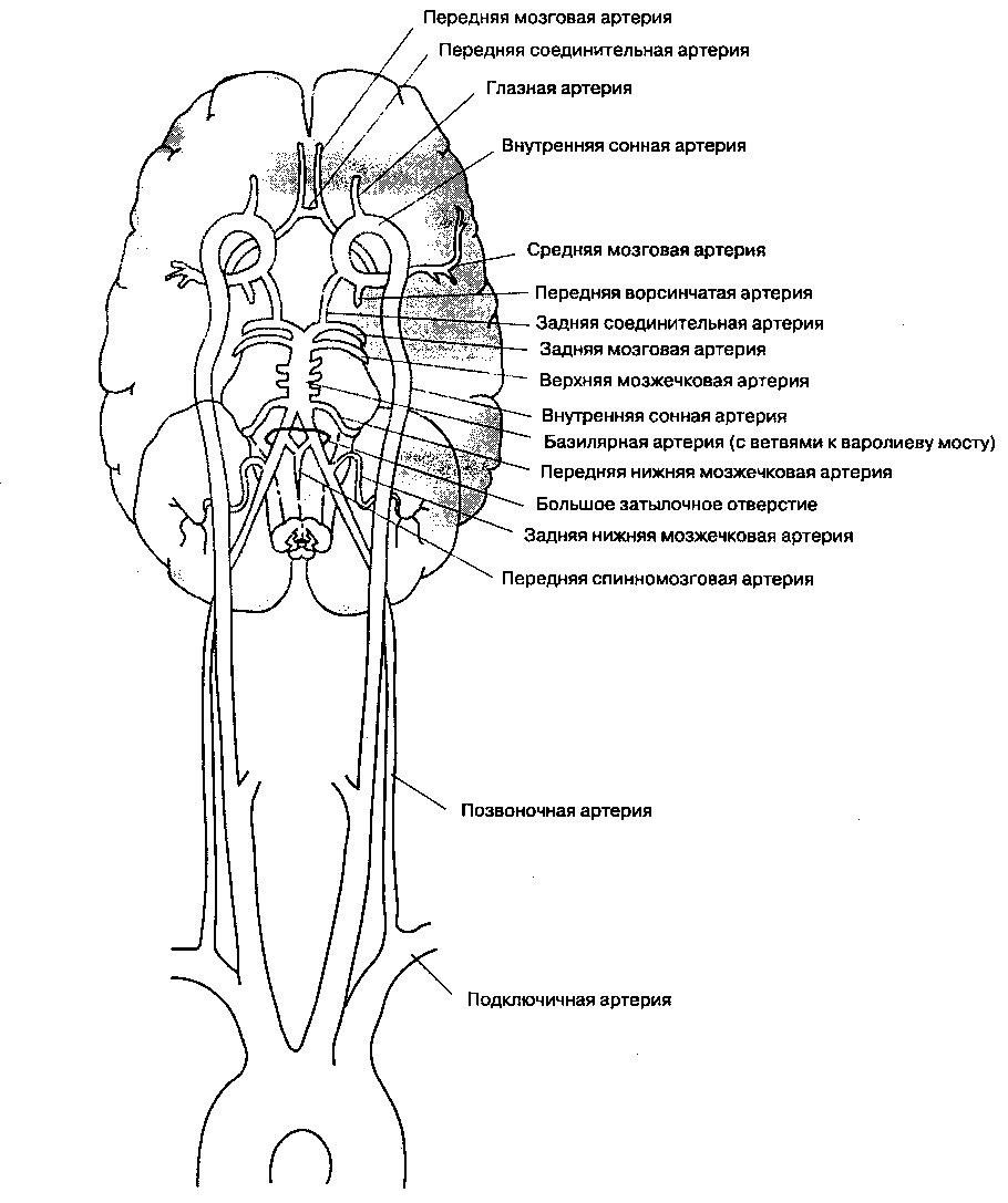 Сонная и подключичная артерия