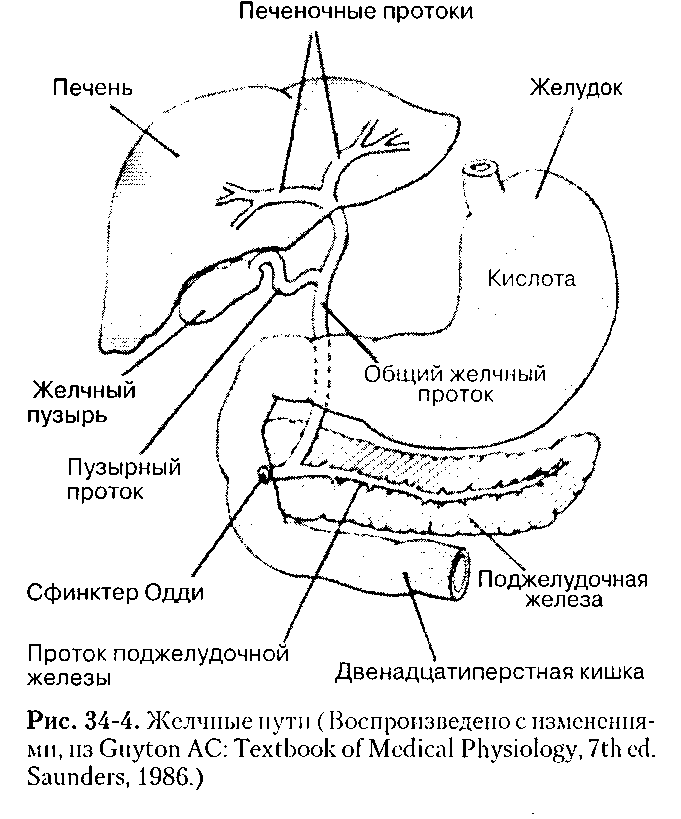 Расположение печени желудка и поджелудочной железы рисунок