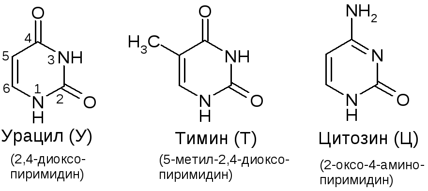 Тимин формула. Урацил монофосфат. Урацил Тимин цитозин формулы. Структурная формула Тимина. Структурная формула цитозина.