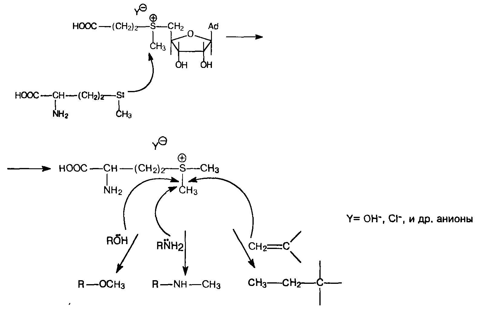 Участие s аденозилметионина в реакциях трансметилирования. Реакция образования s-аденозилметионина. Аденозилметионин формула. Синтез аденозилметионина. Образование с аденозилметионина.