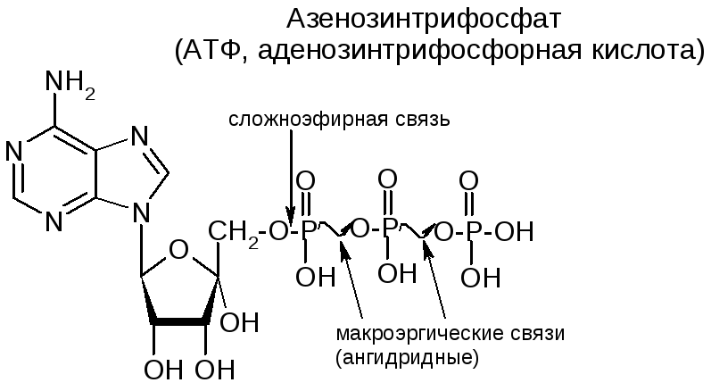 Атф состоит из остатков. Аденозинтрифосфорной кислоты (АТФ формула. АТФ формула биохимия. Сложноэфирная связь в АТФ. АТФ И ГТФ строение.
