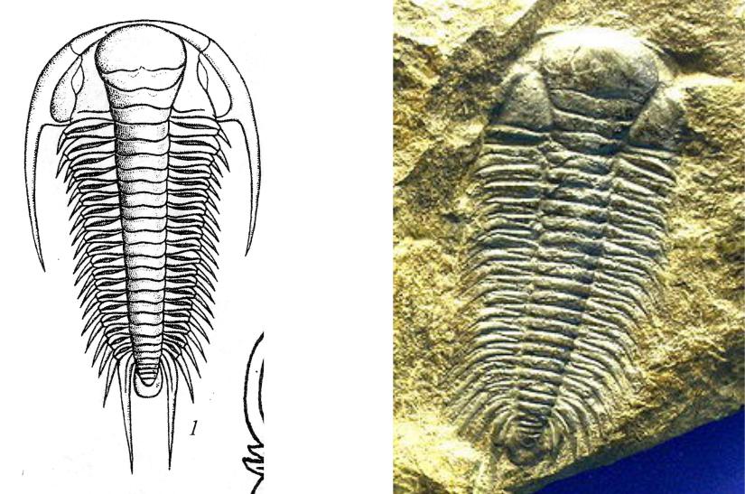 На рисунке изображен трилобит вымершее около 270