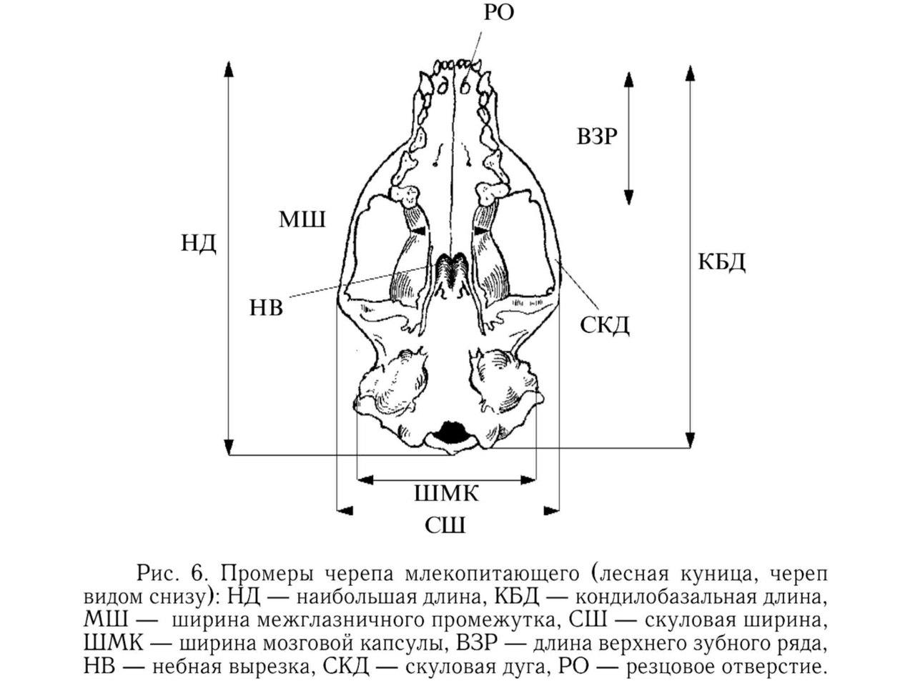 Изучите строение черепа млекопитающего. Промеры черепа млекопитающих. Общая схема строения черепа млекопитающих. Схема промеров черепа грызунов.