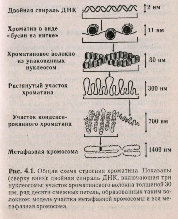 Хроматин формы