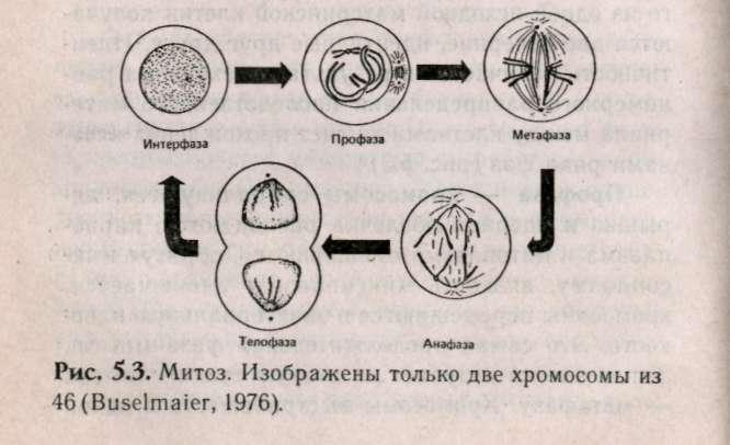 Происходит при формирования зародыша из зиготы митоз. Биологическое значение митоза. Биологическое значение митоза схема. Митоз зиготы. Биологическая сущность митоза.