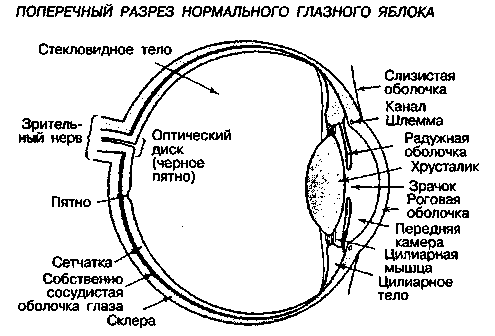 Схема продольного разреза глазного яблока