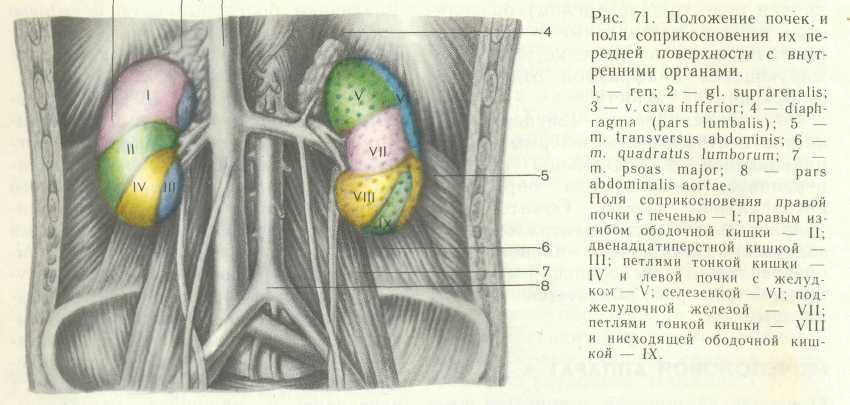 Синтопия мочеточника. Топография почек синтопия. Фиксирующий аппарат почки связки. Почки скелетотопия синтопия голотопия.