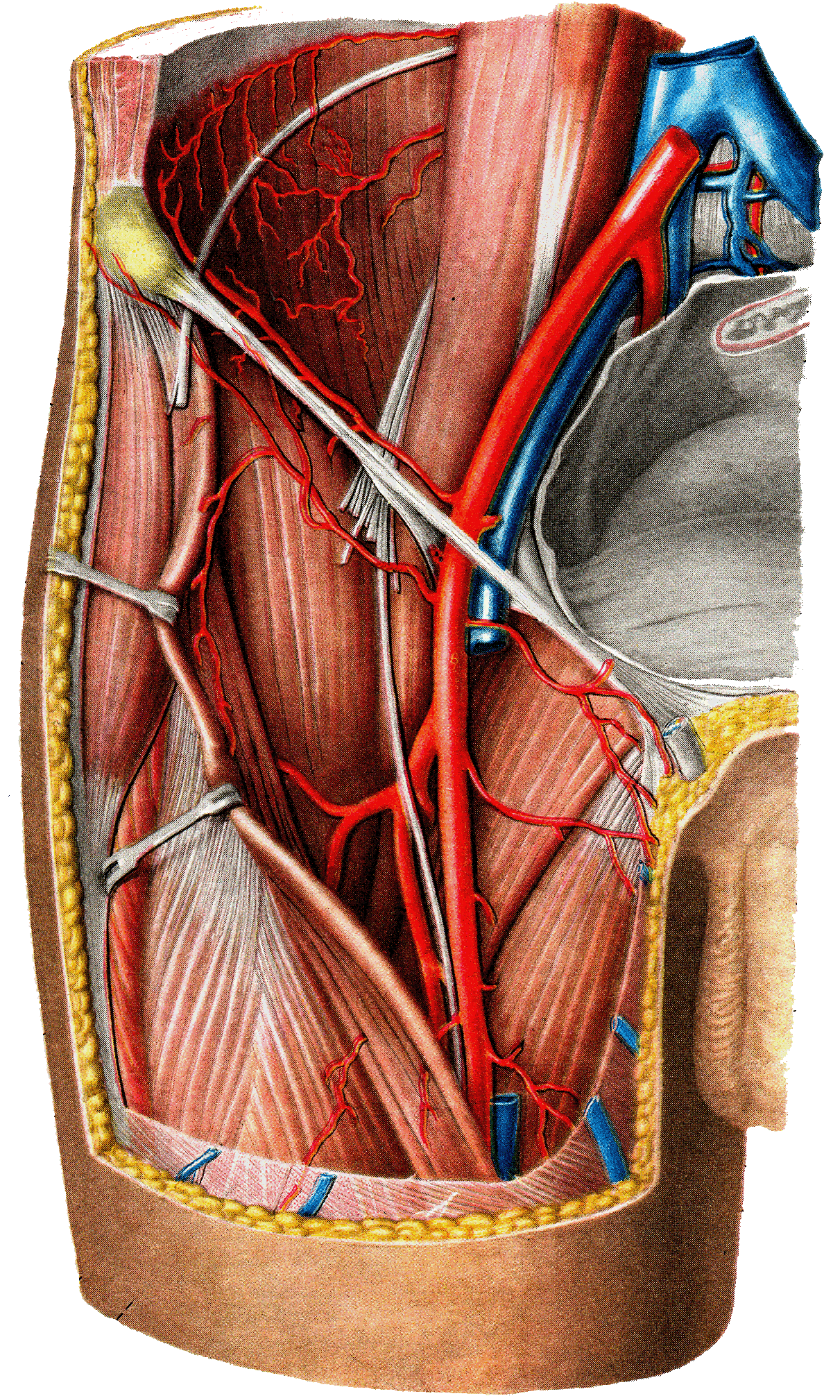 Вена в паху у мужчин. Бедренная артерия и Вена анатомия. Топографическая анатомия бедренной вены. Бедренная Вена анатомия. Наружная подвздошная артерия.