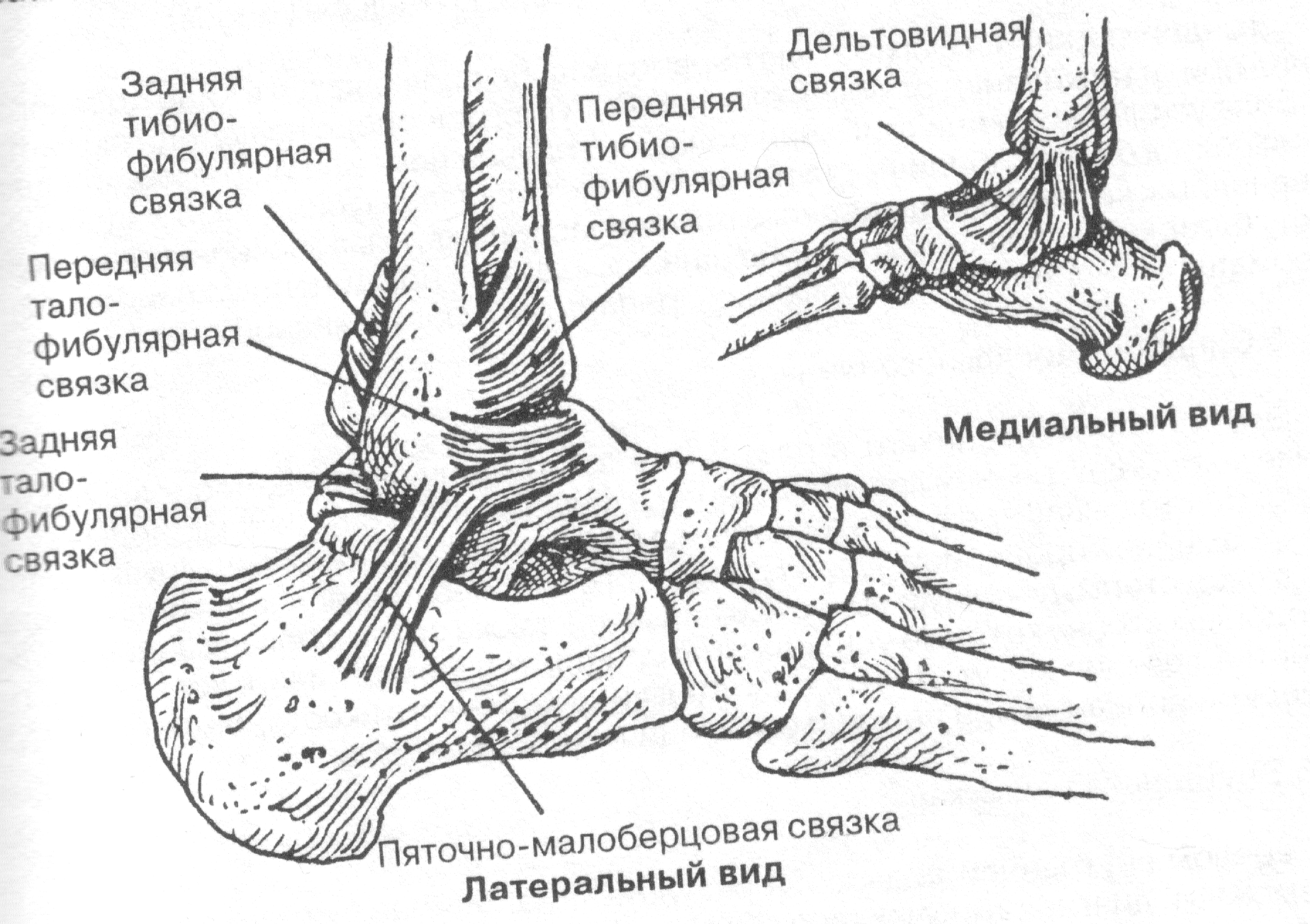 Дельтовидная связка голеностопного сустава