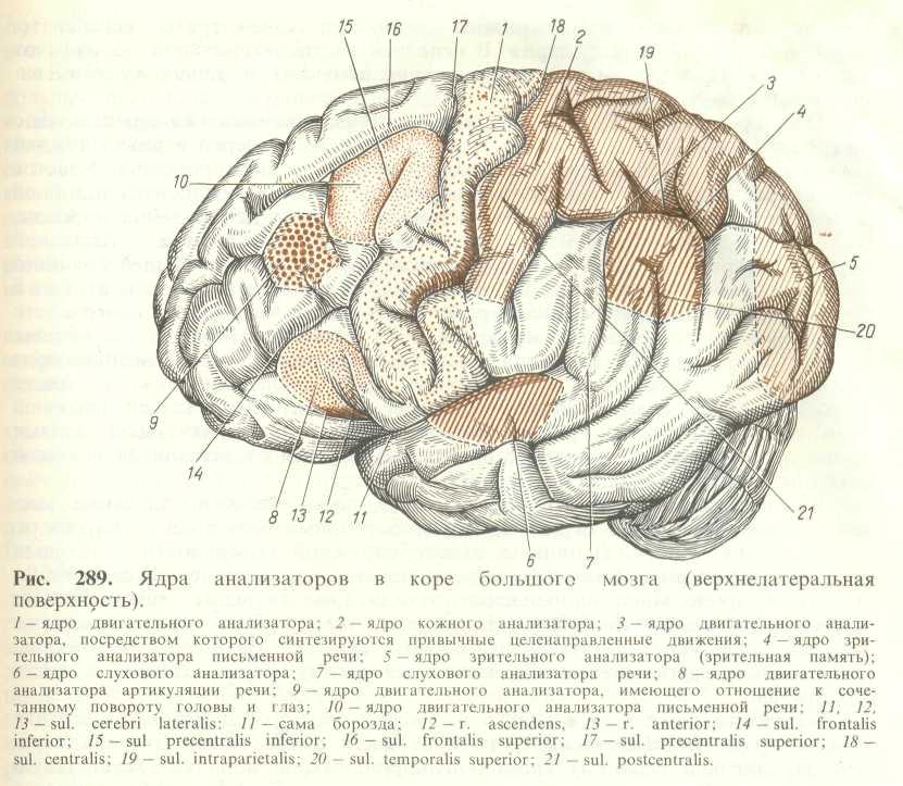 Поверхность головного мозга имеет. Верхнелатеральная поверхность полушария головного мозга. Строение полушарий головного мозга доли борозды извилины. Латеральная борозда головного мозга. Верхнелатеральная поверхность головного мозга извилины.