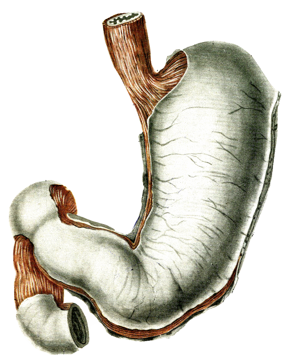 Клапан между желудком и пищеводом. Пилорический сфинктер желудка. Пилорический сфинктер желудка анатомия. Пилиридический сфинктер. Кардиальный и пилорический сфинктер.