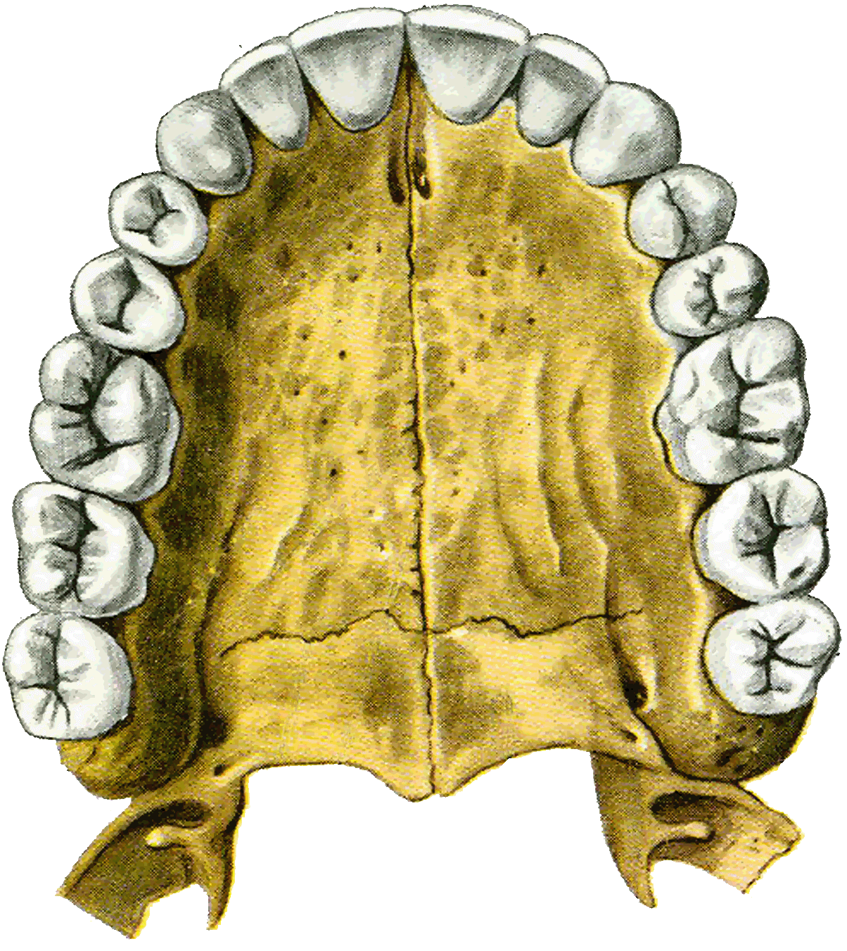 Зубы верхней челюсти анатомия. Верхняя челюсть кость анатомия. Челюсть вид сверху. Верхняя челюсть вид сверху. Ковид зубова