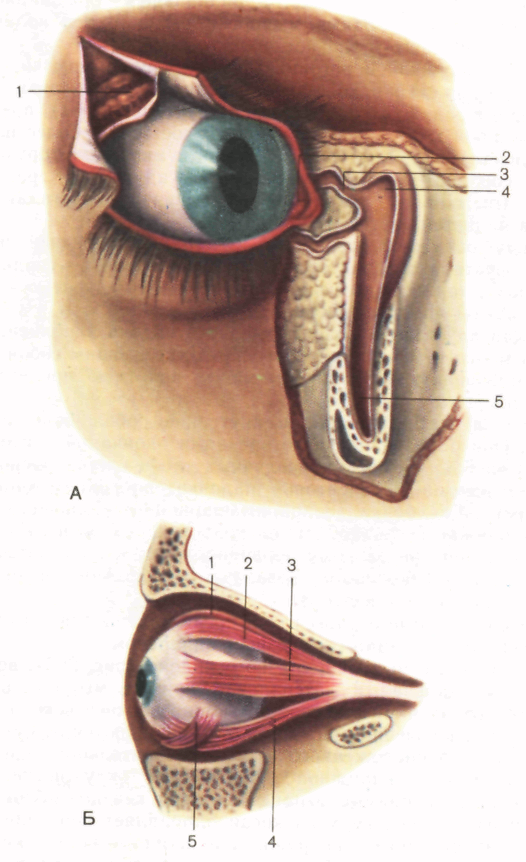 Слезная железа нерв. Вспомогательный аппарат глазного яблока мышцы веки слезный аппарат. Слезная железа и мышцы глаза. Анатомия глаза слезный мешок. Слезное мясцо анатомия.
