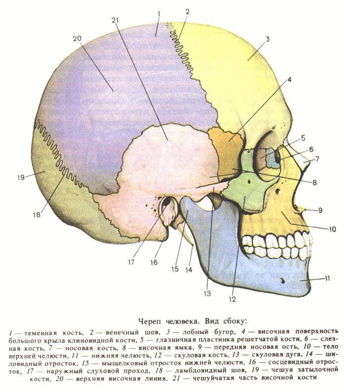 Лицевой скелет черепа. Кости лицевого отдела черепа сбоку. Кости и швы черепа анатомия. Строение кости черепа человека. Анатомия мозгового отдела черепа швы.
