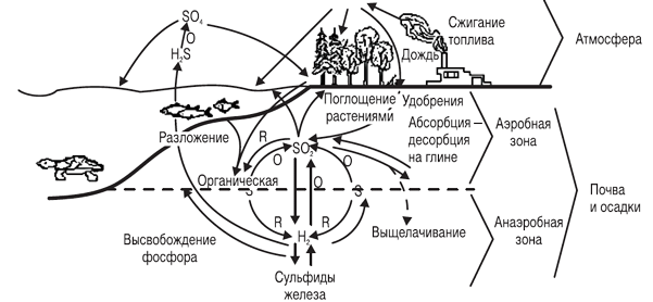 3.2.4. Круговорот фосфора