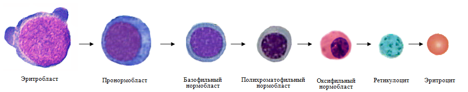 Синтез эритроцитов. Клетки эритроидного ростка кроветворения. Полихроматофильный эритробласт. Стадии дифференцировки эритроцитов. Эритропоэз морфология.