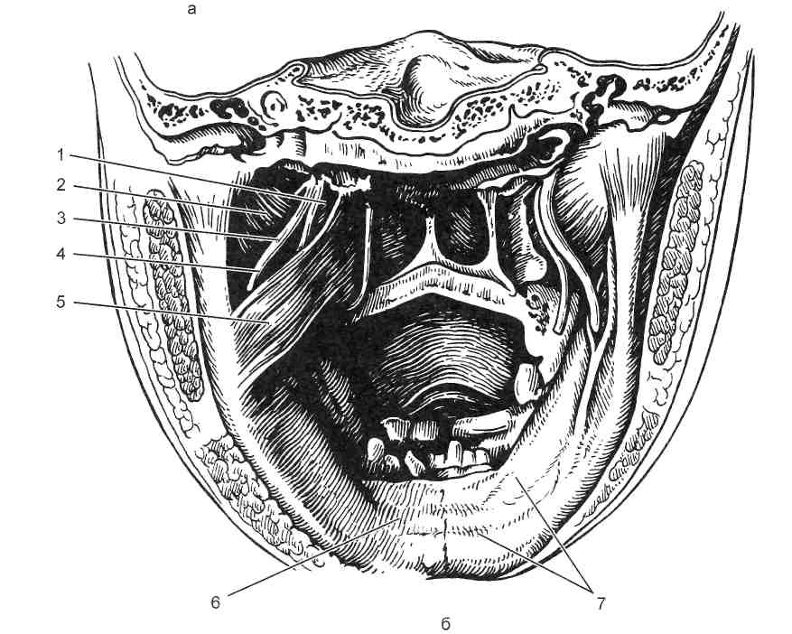 Пространства полости рта. Флегмона крыловидно-нижнечелюстного пространства. Крыловидно челюстное клетчаточное пространство. Околочелюстной абсцесс. Абсцессы и флегмоны крыловидно-челюстного пространства.