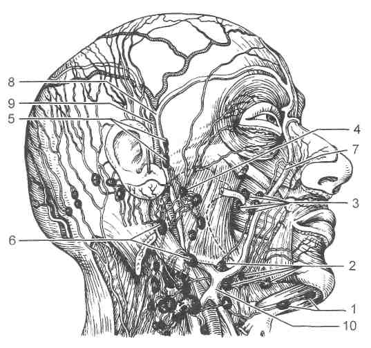 Лимфатические узлы на лице и шее схема