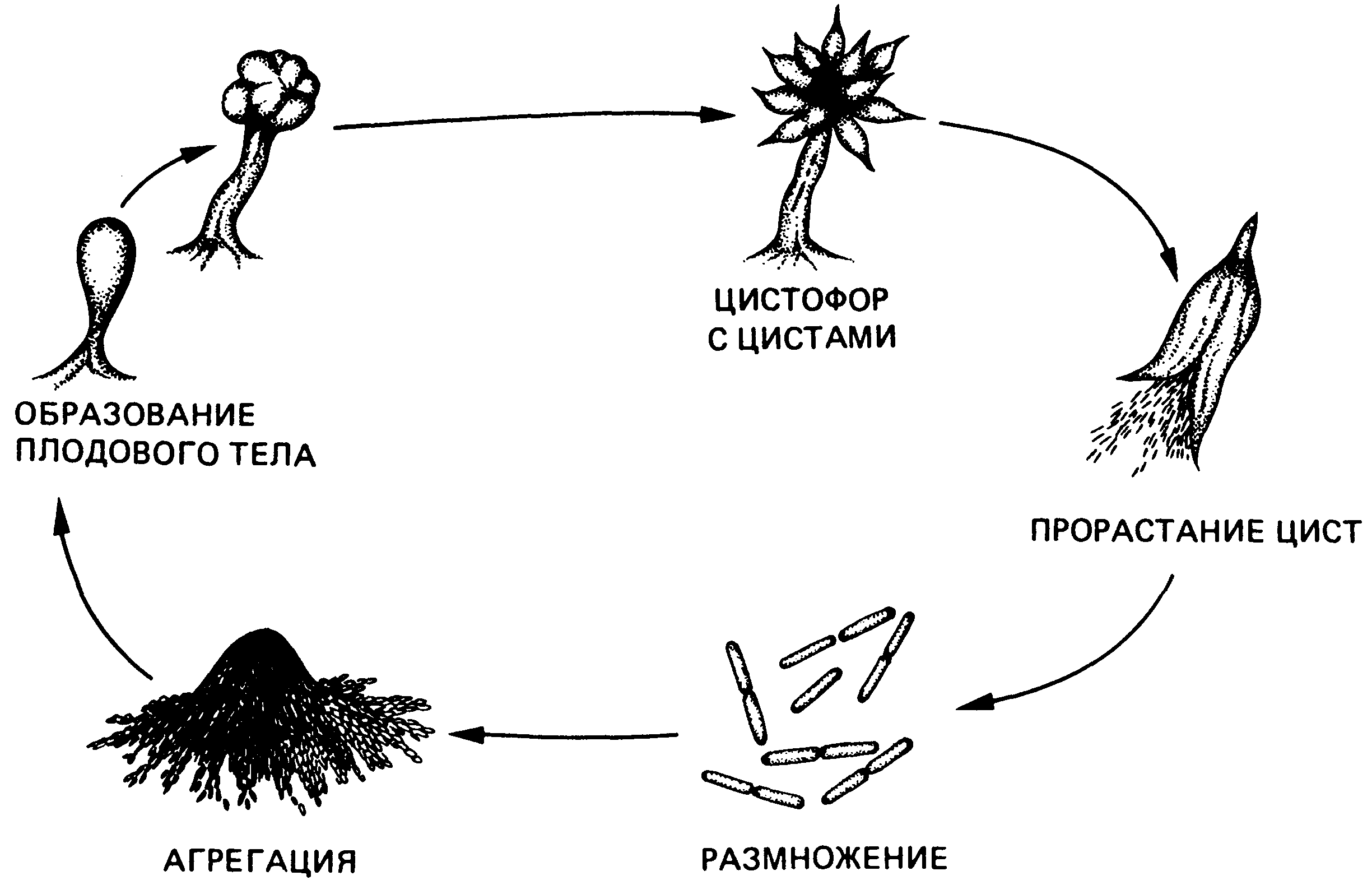 Циста жизненный цикл. Миксобактерии плодовые тела. Цикл миксобактерий. Жизненный цикл бактерий. Цикл развития бактерий.