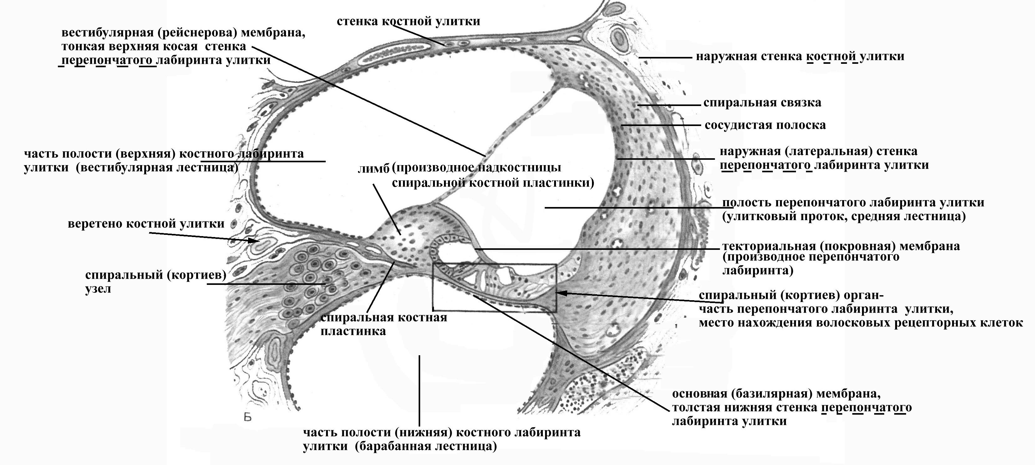 Таблица каналы улитки. Поперечный разрез улитки и Кортиева органа. Схема строения внутреннего уха гистология. Стенки улиткового протока анатомия. Перепончатый Лабиринт внутреннего уха.