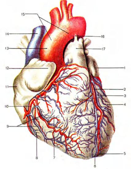 Cordis латынь. Топография перикарда. Перикард строение топография. Топография сердца и перикарда. Топографическая анатомия сердца и перикарда.