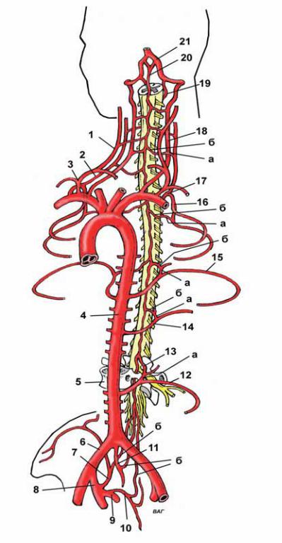 Кровоснабжение межпозвоночных дисков. Артерия Адамкевича анатомия. Позвоночная артерия анатомия схема. Кровеносные сосуды спинного мозга. Кровоснабжение позвоночника и спинного мозга.