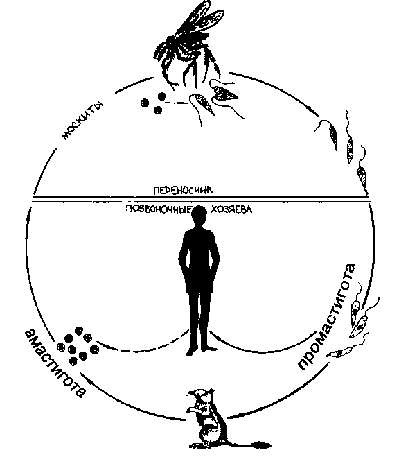 Лейшмания жизненный цикл схема