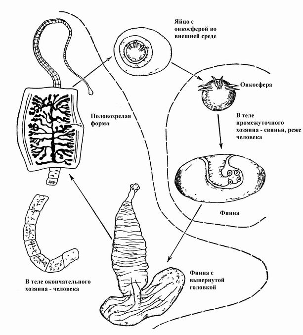 Стадия жизненного цикла червя. Стадии жизненного цикла бычьего цепня. Схема цикла червя ленточного. Стадии бычьего цепня онкосфера. Жизненный цикл свиной цепень схема.
