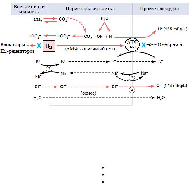 Париетальные клетки желудка. Схема ингибирования протонного насоса париетальных клеток. Париетальная клетка желудка схема. Рецепторы париетальных клеток желудка. Секреция ионов водорода.