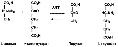 Аланин трансаминаза. Аланин и Альфа кетоглутарат реакция. Альфа кетоглутарат реакция. Аланин альфокетоглюторат. Аланин Альфа кетоглутарат аминотрансфераза.