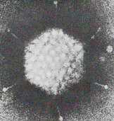 Род morbillivirus вирус кори