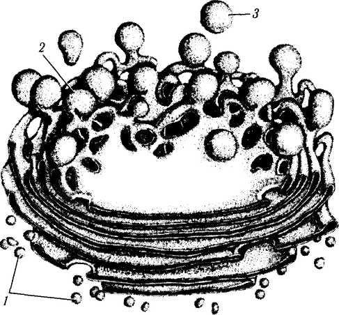 Аппарат гольджи рисунок схематично