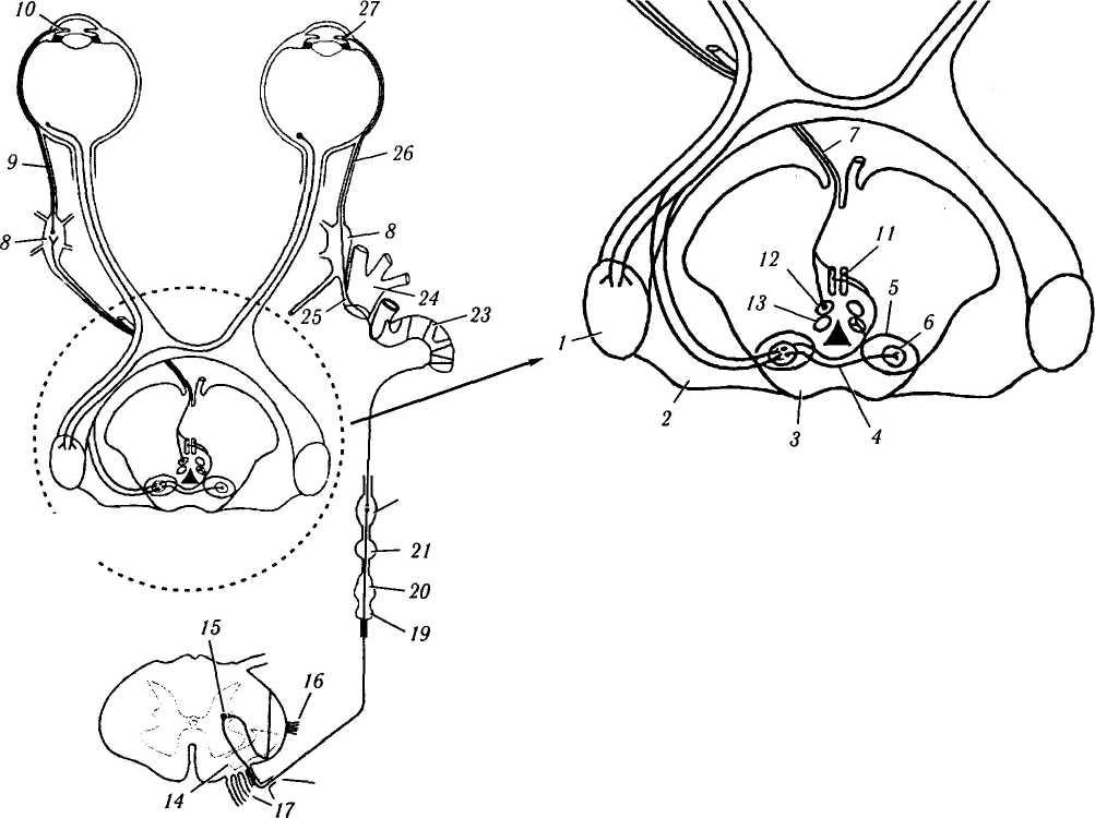 Зрачковый рефлекс схема физиология