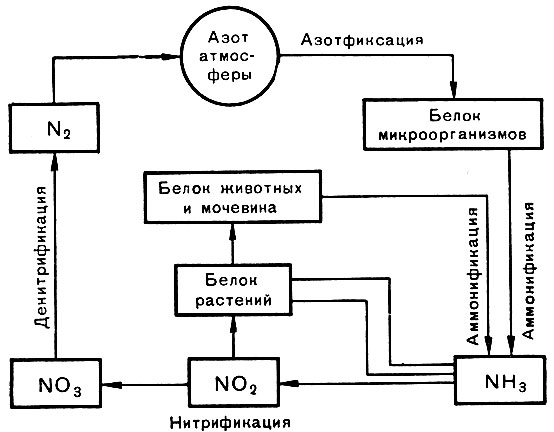 Биосфера. Биогеохимические циклы