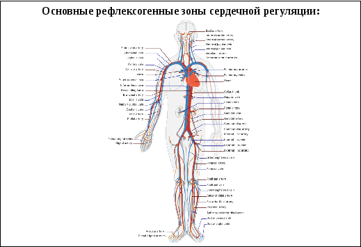 Рефлексогенные зоны сердца. Рефлексогенных зон сосудистой системы это. Основные рефлексогенные зоны сердца. Рефлексогенные зоны сердца и сосудов физиология. Рефлексогенная зона дуги аорты.