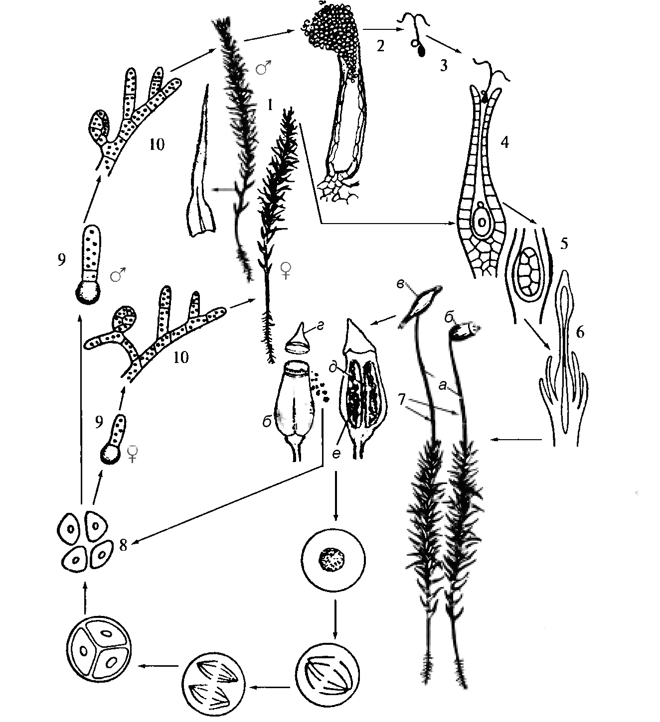 Рисунок женского гаметофита