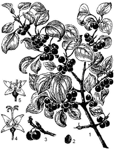 III.6.1.6.8. Семейство Льновые – Linaceae